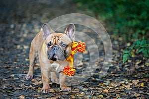 Dog, French Bulldog in a yellow scarf portrait of a macro on an photo