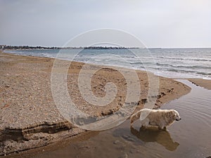 The dog is fresh on the beach