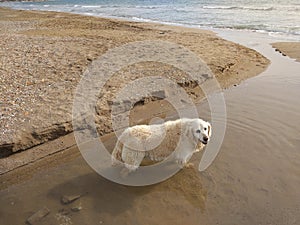 The dog is fresh on the beach