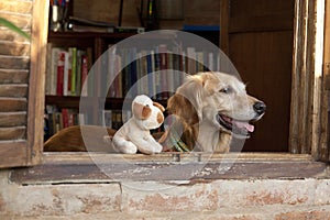 Dog and friend dog toy