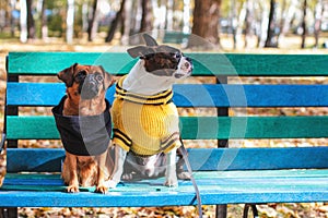 Dog friends sit on a bench in autumn Park, Boston Terrier and small brabanson