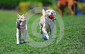 Il cane amici attraverso 