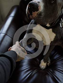 Dog friendship handshake