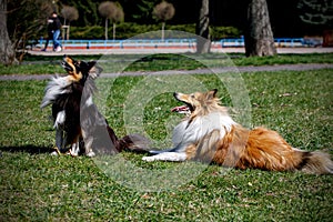 Dog friendship. Two shelties are running and playing with each other.