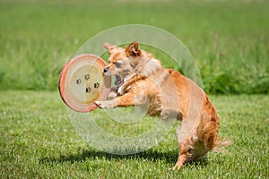 Dog with a Frisbee