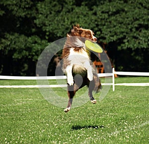 Dog frisbee photo