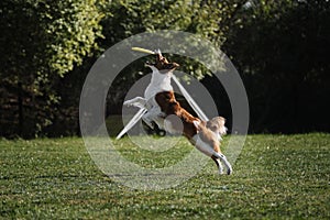 Dog frisbee. Competitions of dexterous dogs. A border collie of red sable color jumps and catches a flying saucer in flight with photo