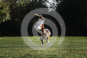 Dog frisbee. Competitions of dexterous dogs. A border collie of red sable color jumps and catches a flying saucer in flight with photo