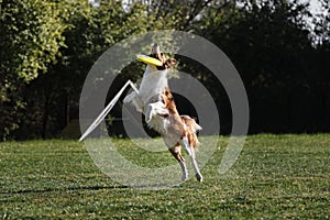 Dog frisbee. Competitions of dexterous dogs. A border collie of red sable color jumps and catches a flying saucer in flight with photo