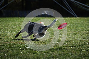 Dog frisbee. Competitions of dexterous dogs of all breeds. Australian healer is having fun playing on field with flying saucer and