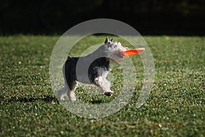 Dog frisbee. Competitions of dexterous dogs of all breeds. Gray miniature Schnauzer runs quickly through the green grass and