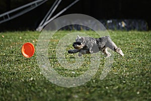 Dog frisbee. Competitions of dexterous dogs of all breeds. Gray miniature Schnauzer runs quickly through green grass and tries to