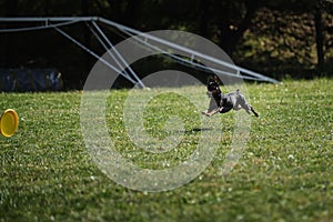 Dog frisbee. Competitions of dexterous dogs of all breeds. Miniature Pinscher is having fun playing on field with flying saucer