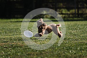 Dog frisbee. Competitions of dexterous dogs of all breeds. Red curly haired toy poodle is having fun playing on field with flying