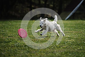 Dog frisbee. Competitions of dexterous dogs of all breeds. Wire-haired Jack Russell Terrier runs quickly through green grass and