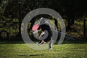 Dog frisbee. Competitions of dexterous dogs. Border collie black tricolor jumps and catches a flying saucer in flight with his