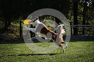 Dog frisbee. Competitions of dexterous dogs. A border collie of red sable color jumps and catches a flying saucer in flight with