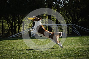 Dog frisbee. Competitions of dexterous dogs. A border collie of red sable color jumps and catches a flying saucer in flight with photo