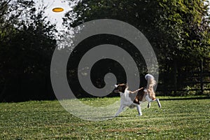 Dog frisbee. Border collie of red sable color runs quickly through green grass and tries to catch up flying saucer. The pet wants photo