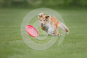 Dog frisbee. Dog catching flying disk in jump, pet playing outdoors in a park. Sporting event, achievement in sport