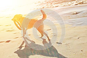 A dog with frisbee running on the sand dune at the beach in the