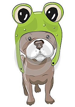 Dog in froggy hat