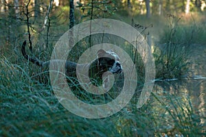 Dog in froggy woodland lake