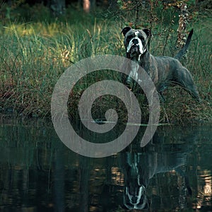 Dog in froggy woodland lake