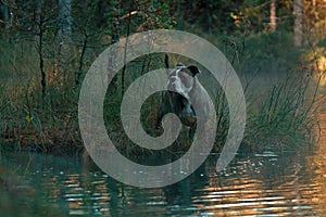 Dog in froggy woodland lake