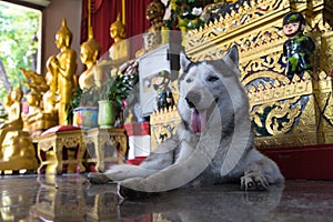 Dog in front of a Buddha statue