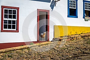 Dog in front of colorful colonial houses and cobblestone street - Tiradentes, Minas Gerais, Brazil