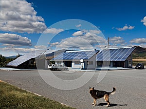Dog in front of a house with photovoltaic