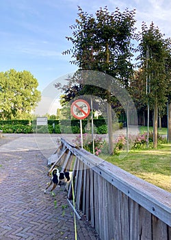 Dog in front of a  no poop sign