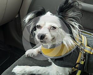 Dog On Front Seat 2