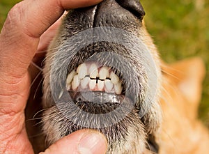 Dog Front Teeth