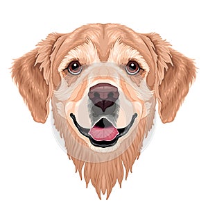 Dog frontal view, vector isolated animal