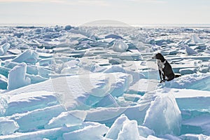 Dog on a frozen lake. Ice and hummocks in sunny day in winter