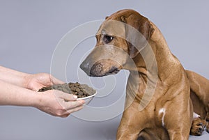 Dog with a full food bowl