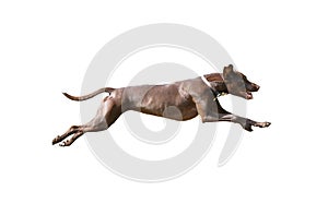 Dog full speed hunting on isolated background