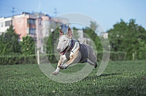 Dog fun running along the grass