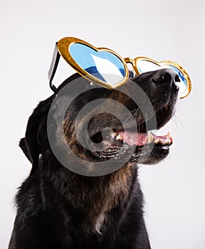 Dog with funny glasses