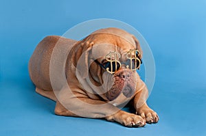 Dog with funny glasses with dollar currency sign