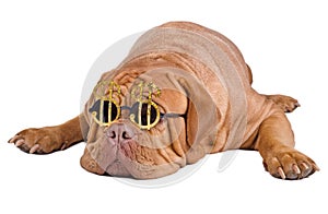 Dog with funny glasses with dollar sign