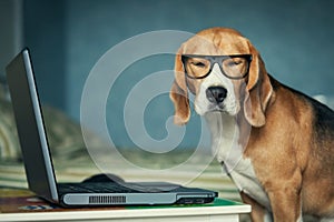 dog in funny glasses near laptop
