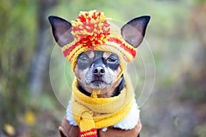 dog in funny hat on the background of the autumn forest. Concept clothes for animals, fashion for dogs