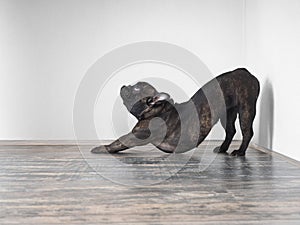 Dog funny stretches. Funny pose. French bulldog breed