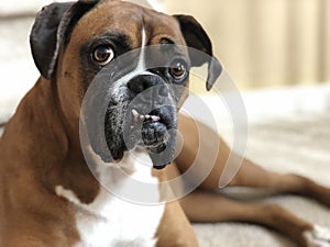 Dog with funny teeth laying down and looking at camera
