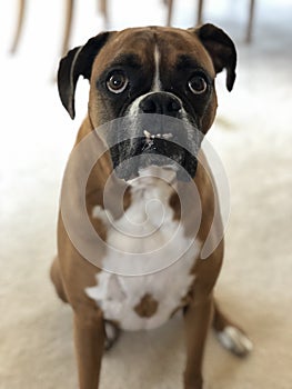 Dog with funny teeth sitting and looking at camera