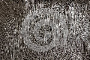 Dog fur as a background. Macro photo of black labrador fur