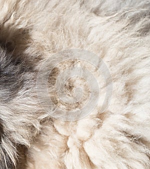 Dog fur as background. texture